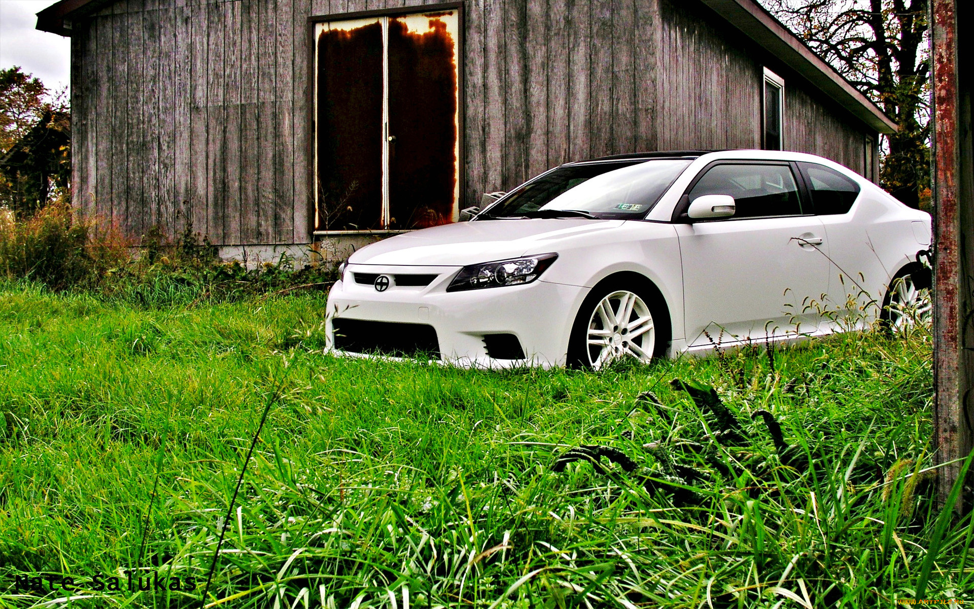 , scion